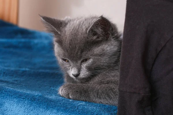 Um pequeno gatinho cinza adormece depois de jogos ativos. Gato adormecido. — Fotografia de Stock