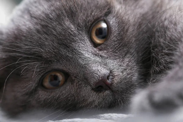 Pequeno gatinho cinza com olhos amarelos. Cabelo comprido bonito um gato. — Fotografia de Stock