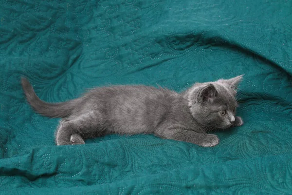 Malé šedé kotě se žlutýma očima. Dlouhosrstý roztomilý kočka. — Stock fotografie