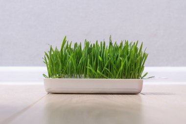 Küçük gri bir kedi yavrusu kürk yetiştirmek için yeşil ot yer. Kedi yulaf yer vitamin kaynağı.