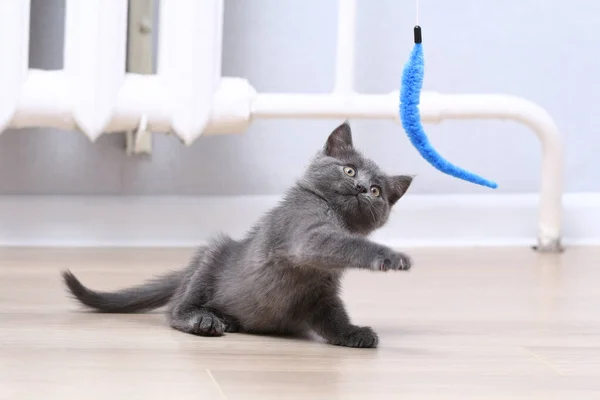 Un pequeño gatito gris juega con un juguete en una caña de pescar. Juguetes para gatos. — Foto de Stock