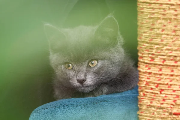 Pequeno gatinho cinza com olhos amarelos. Cabelo comprido bonito um gato. — Fotografia de Stock