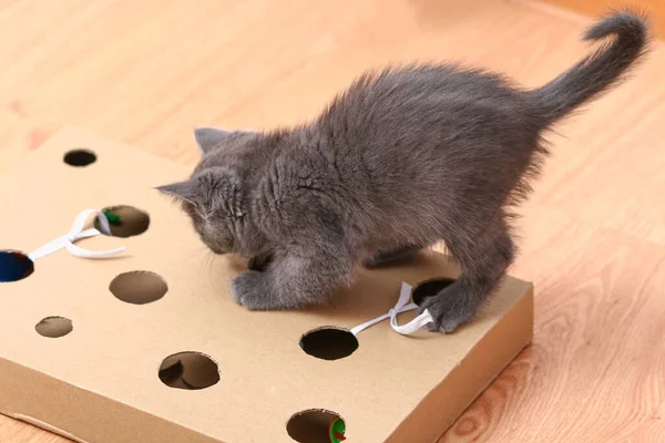 Маленький котенок играет с интерактивной игрушкой ручной работы. Картонная коробка с отверстиями для кошачьих игрушек внутри — стоковое фото