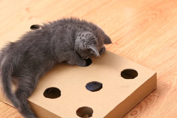 Un gatito juega con un juguete interactivo hecho a mano. Caja de cartón con agujeros con juguetes para gatos en el interior — Foto de Stock