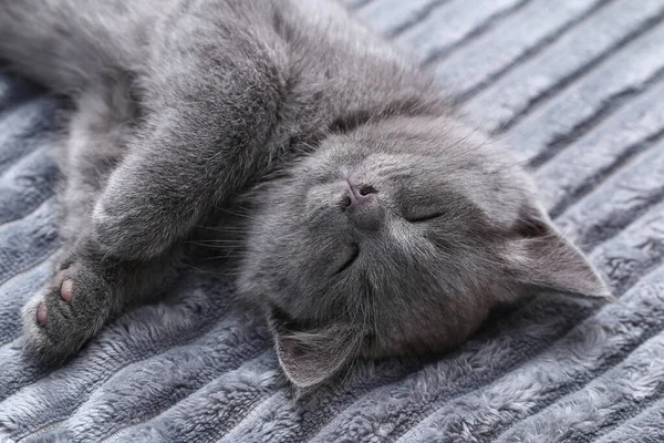 Um pequeno gatinho cinza adormece depois de jogos ativos. Gato adormecido. — Fotografia de Stock