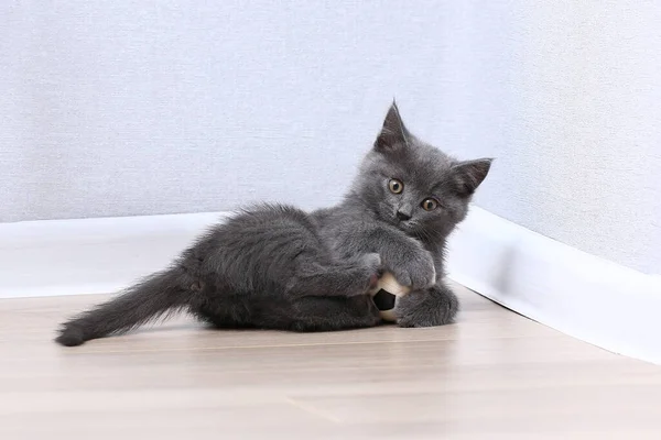 A small gray kitten plays with toy a soccer ball. Cat toys. — Stock Photo, Image