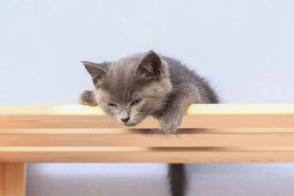 Un pequeño gatito gris se duerme después de juegos activos. Gato dormido. — Foto de Stock