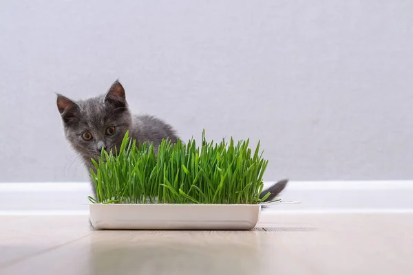 Küçük gri bir kedi yavrusu kürk yetiştirmek için yeşil ot yer. Kedi yulaf yer vitamin kaynağı.