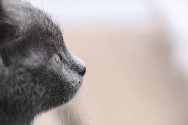Маленький серый котенок с желтыми глазами. Длинноволосый милый кот. — стоковое фото