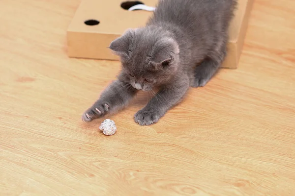 A small gray kitten plays with foil and ball. Cat toys. — Photo