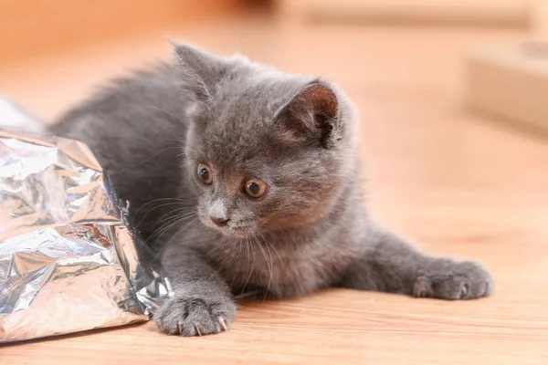 Pequeno gatinho cinza com olhos amarelos. Cabelo comprido bonito um gato. — Fotografia de Stock