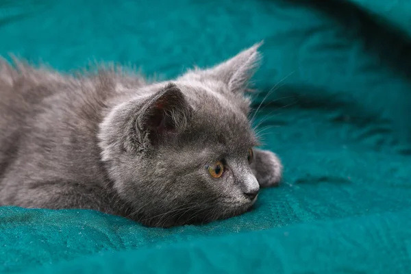 Pequeno gatinho cinza com olhos amarelos. Cabelo comprido bonito um gato. — Fotografia de Stock