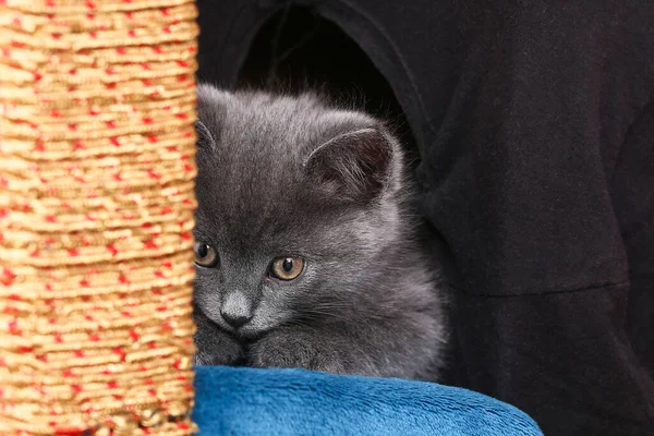 Pequeño gatito gris con ojos amarillos. Pelo largo lindo un gato. — Foto de Stock