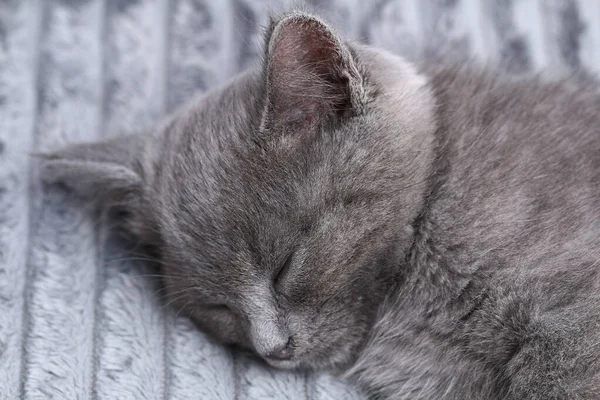 A small gray kitten falls asleep after active games. Sleeping cat. — Stock Photo, Image