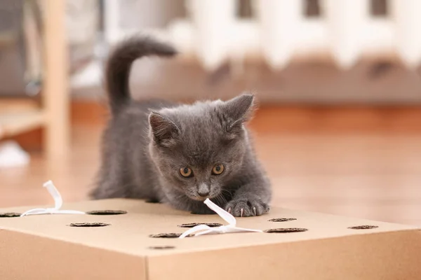 Un gatito juega con un juguete interactivo hecho a mano. Caja de cartón con agujeros con juguetes para gatos en el interior — Foto de Stock