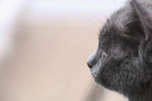 노란 눈을 가진 작은 회색 고양이. 머리가 길고 귀여운 고양이. — 스톡 사진