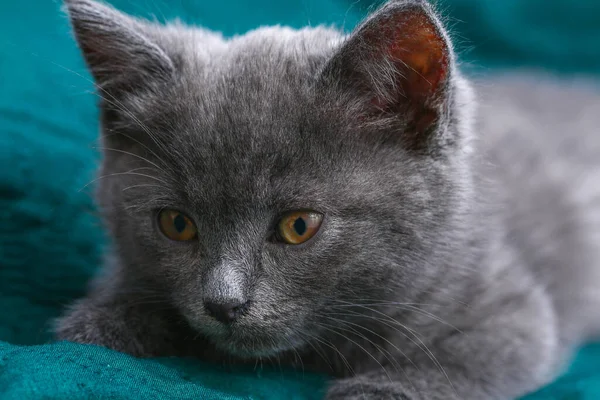 Pequeno gatinho cinza com olhos amarelos. Cabelo comprido bonito um gato. — Fotografia de Stock