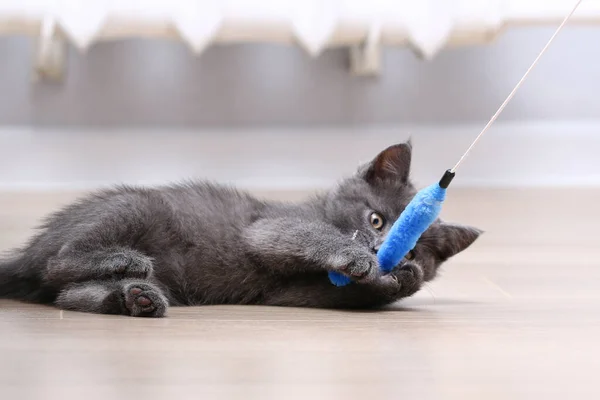 Un pequeño gatito gris juega con un juguete en una caña de pescar. Juguetes para gatos. — Foto de Stock