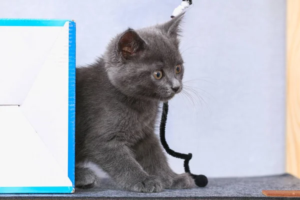 Pequeño gatito juega con alambre de chenilla. Juguetes para gatos. — Foto de Stock