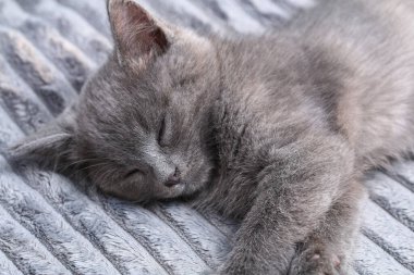 Aktif oyunlardan sonra küçük gri bir kedi yavrusu uykuya dalar. Uyuyan kedi..