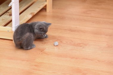 A small gray kitten plays with foil and ball. Cat toys.