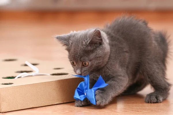 Un gatito juega con un juguete interactivo hecho a mano. Caja de cartón con agujeros con juguetes para gatos en el interior — Foto de Stock
