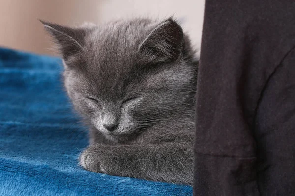 Um pequeno gatinho cinza adormece depois de jogos ativos. Gato adormecido. — Fotografia de Stock