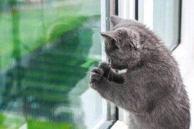 Gri küçük kedi yavrusu pencereyi tırmalıyor. Pencerenin kenarındaki kedi yağmura bakıyor..