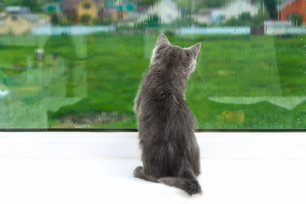 Gatinho cinzento olha e arranha janela. Gato no parapeito da janela olha para a chuva. — Fotografia de Stock