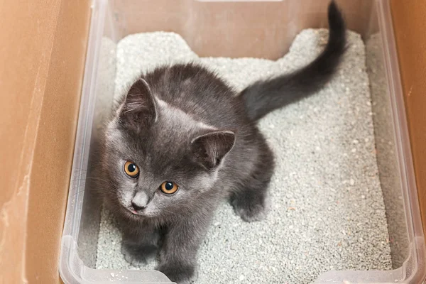 Gatito gris se sienta en bandeja. Aseo con arena de gato aglutinante. — Foto de Stock