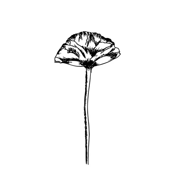 Illustration de fleur dessinée à la main sur un fond blanc . — Image vectorielle