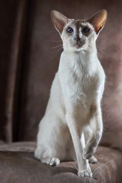 Oriental shorthair cat — Stock Photo, Image