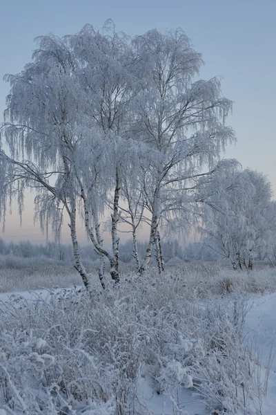 Χειμώνας και χιόνι δέντρα παγετός το βράδυ — Φωτογραφία Αρχείου