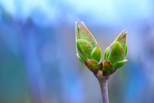 Spring buds on  bush — Stock Photo, Image