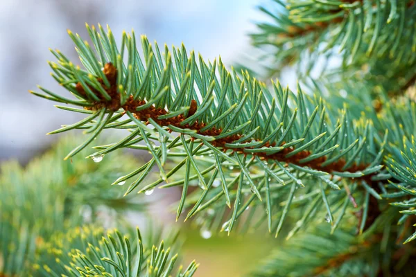 Pine branch with rain drops close up — Stock Photo, Image