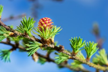Melez (bitki) closeup Bahar Dalı çiçeklenme
