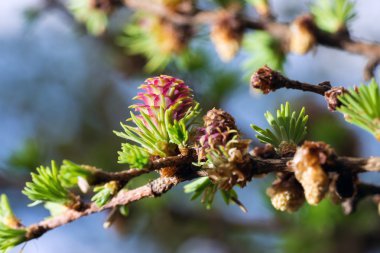 Melez (bitki) closeup Bahar Dalı çiçeklenme