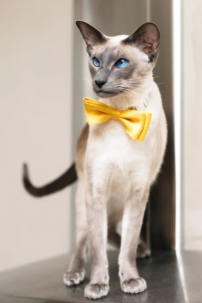 Blue eyed siamese oriental cat wearing a yellow bowtie — Stock Photo, Image