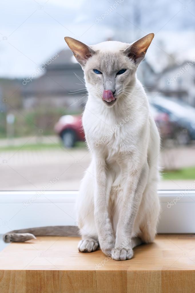 シャム猫のライラック ポイント — ストック写真 © leschenko シャム猫のライラック ポイント — ストック写真 © leschenko