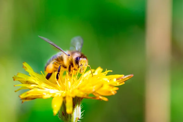 ミツバチが花粉を集め — ストック写真