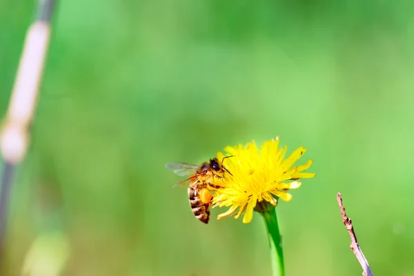 ミツバチが花粉を集め — ストック写真