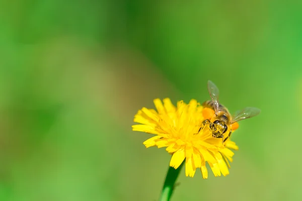 ミツバチが花粉を集め — ストック写真