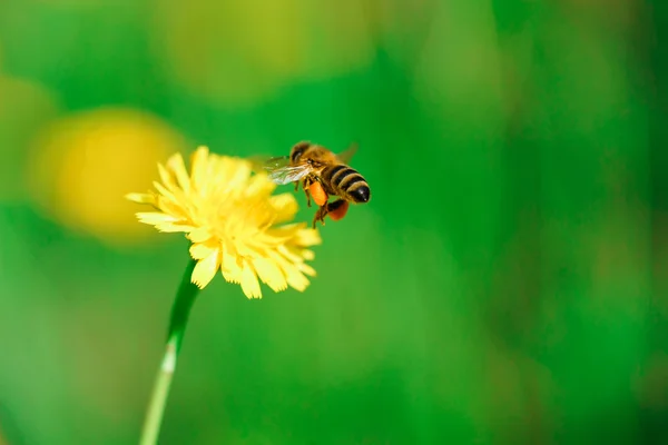 Μέλι μέλισσα συλλέγει νέκταρ από πικραλίδα λουλούδι — Φωτογραφία Αρχείου