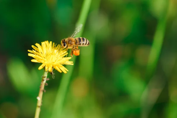 Abeja de miel recolectando néctar de flor de diente de león — Foto de Stock