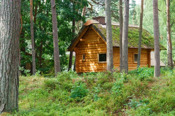 ahşap günlük kabin barınak çam ormanı içinde thatched çatı altında