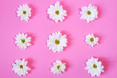 açık gül kağıdında papatya