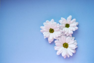 Açık mavi arkaplan üzerinde beyaz çiçekler metin üstü görünümü için yer var