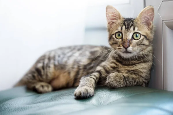 Little Striped Kitten Letter Forehead Green Eyes — Stock Photo, Image