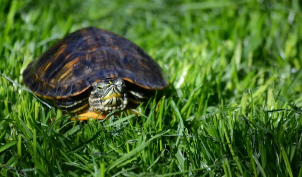 yeşil çim turtle