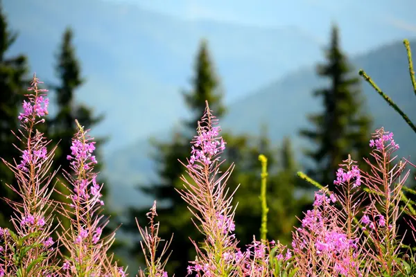 Transalpina road, Karpatlar, Romanya